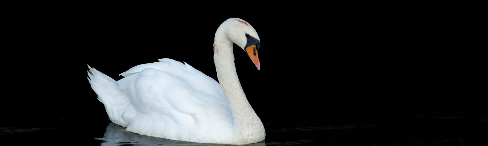 A white swan on dark water…