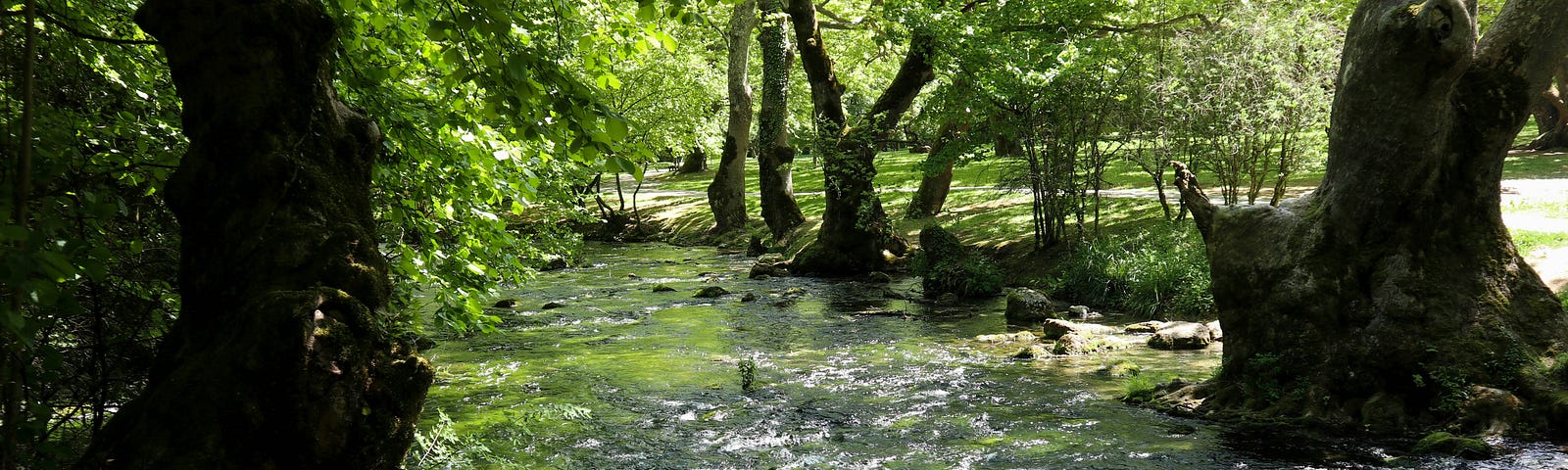 A river surrounded by green trees stretching over the water.