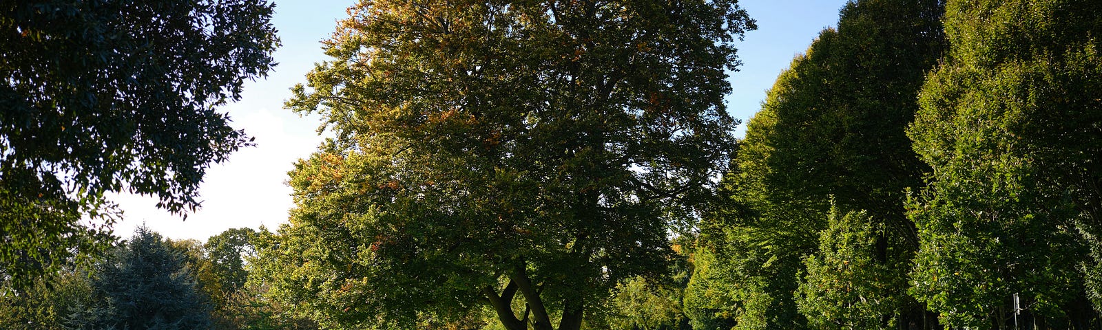 Photo of a tall, climbable tree in a park.