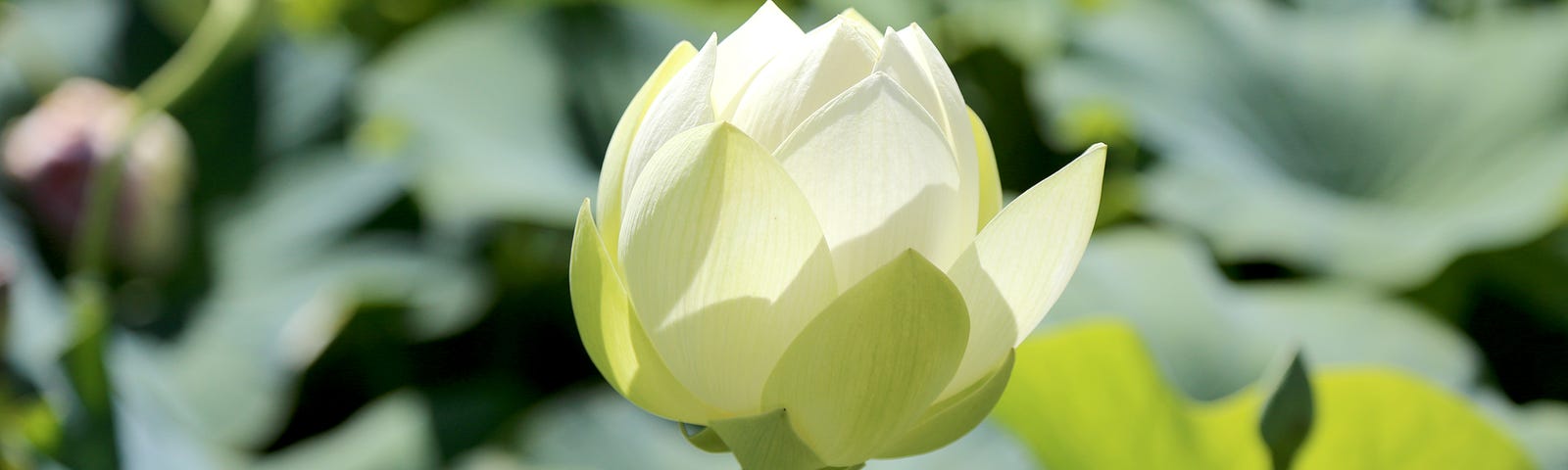 White lotus just opening growing in a pond filled with lily pads