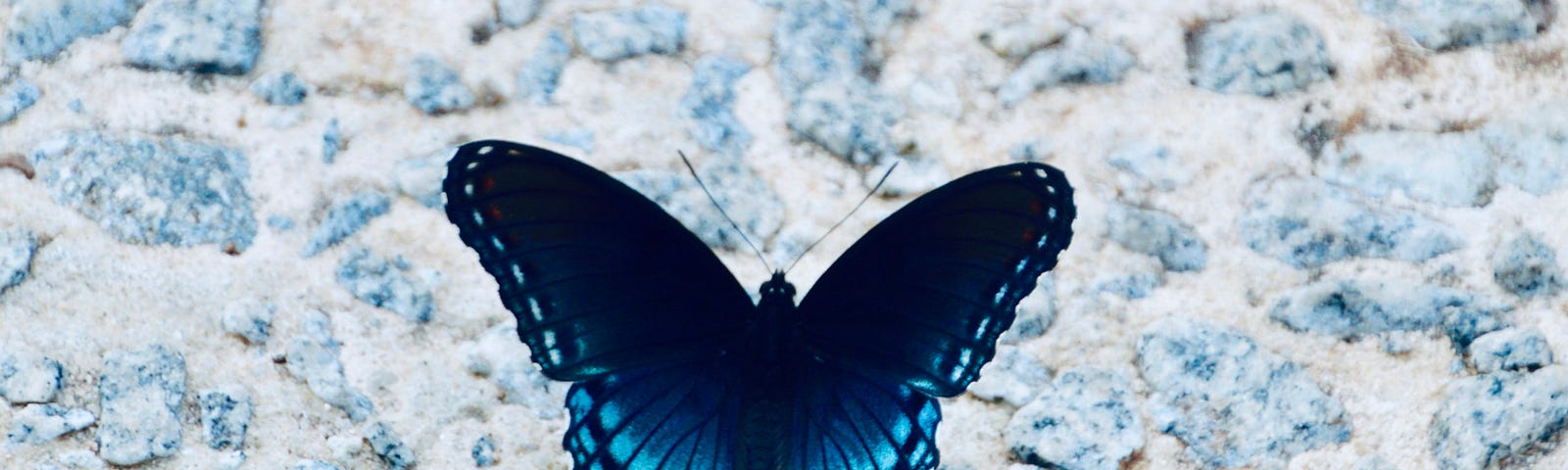 A beautiful dark and light blue butterfly sitting atop blue and white stones