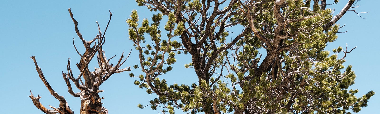 Image of bristlecone pine tree in Nevada