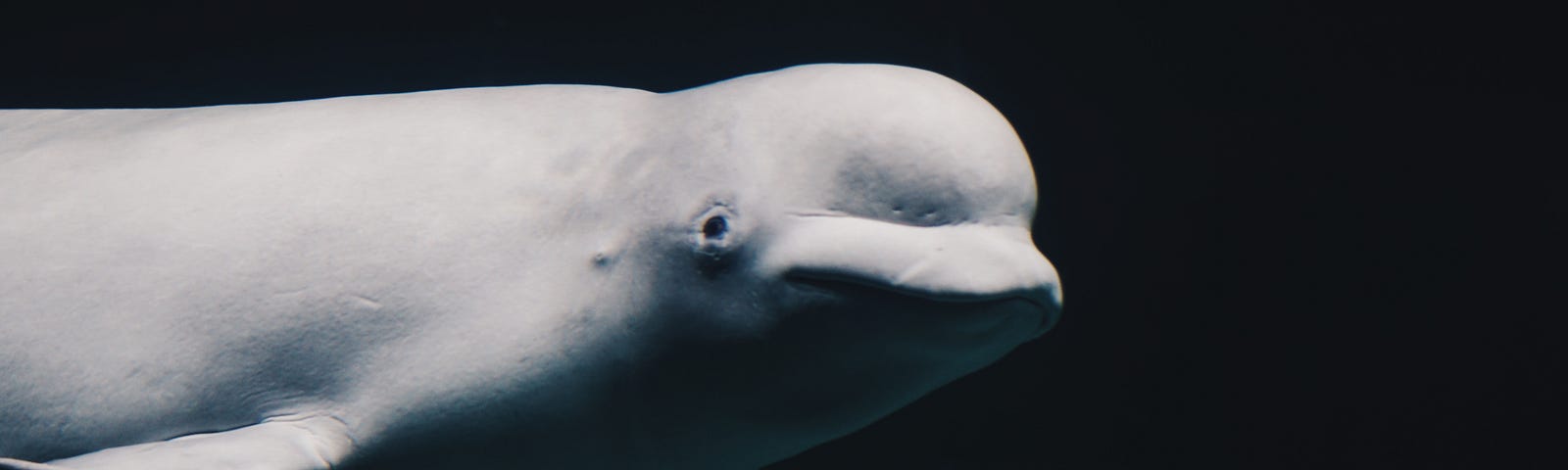 Beluga whale in the dark ocean.