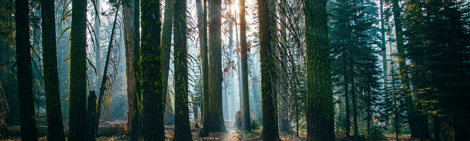 a forest of trees- you can see sunlight peaking in