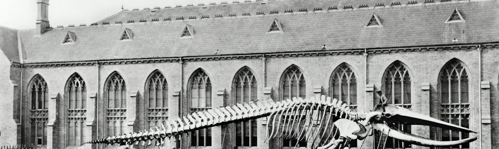 Black and white photograph of a whale skeleton in outdoor setting next to a large building.
