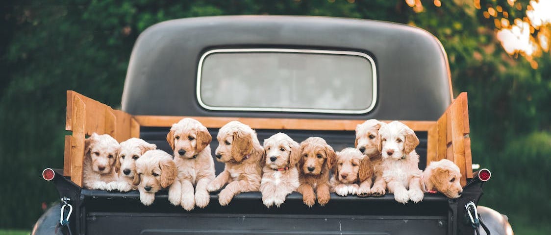 Eleven little golden retriever puppies all looking out at the world from the back of a vintage pickup truck.