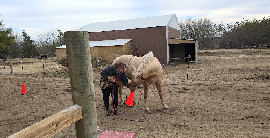 A palomino horse is handing an orange cone to a person.
