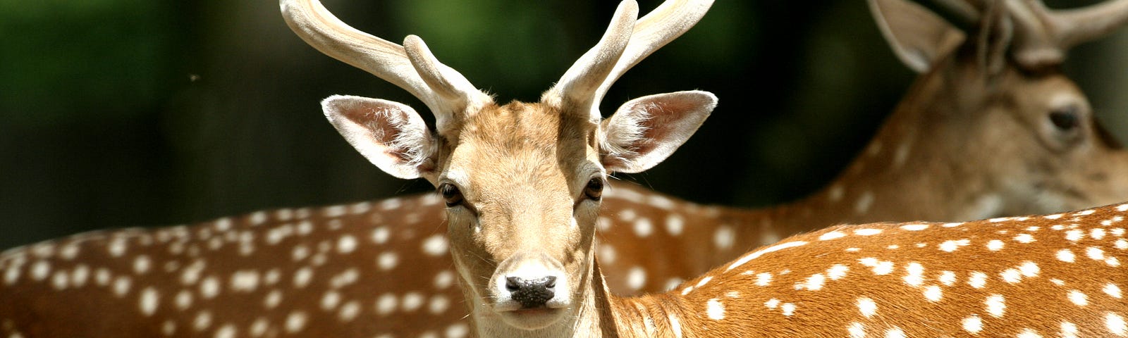 The face of a deer with other deer in the background.