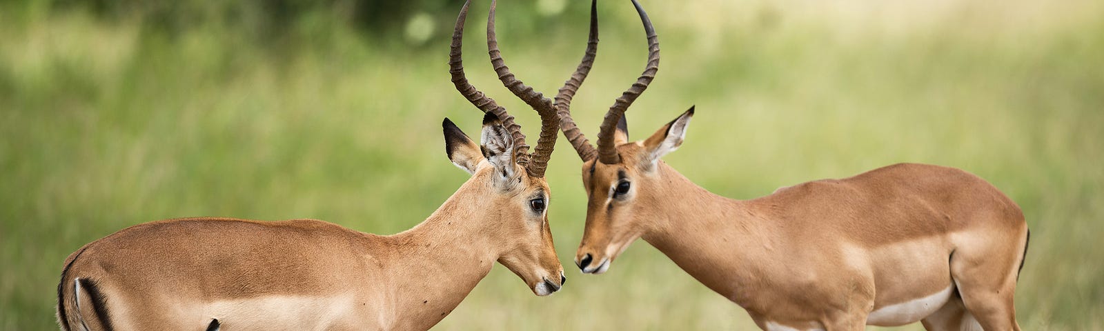 Two deer butting antlers