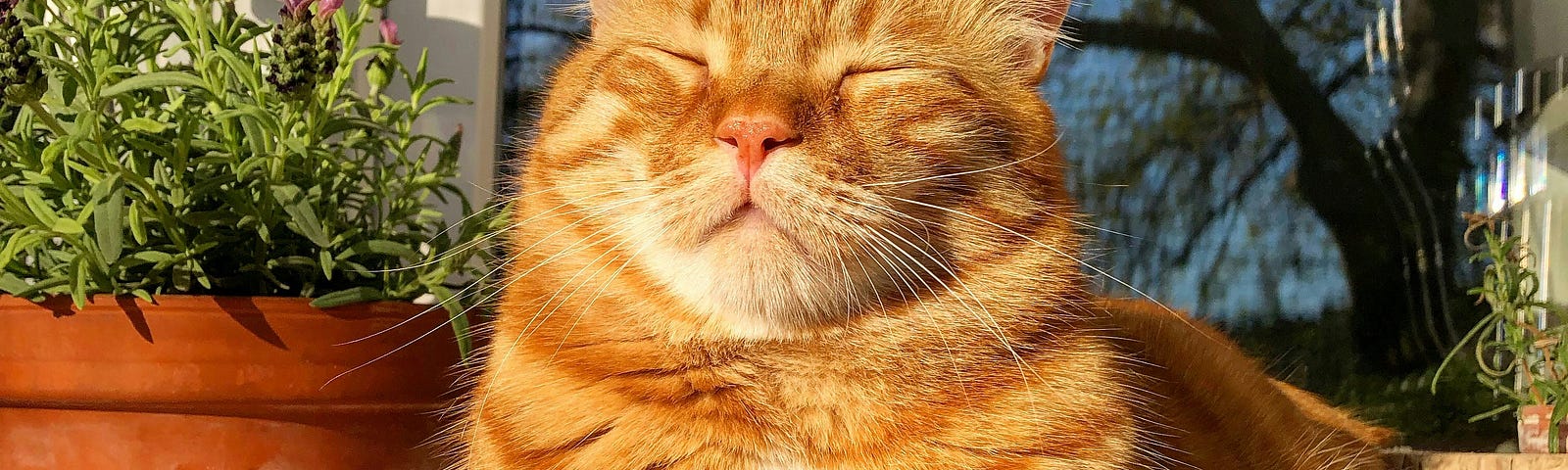 A ginger cat sits peacefully dozing in the sun.