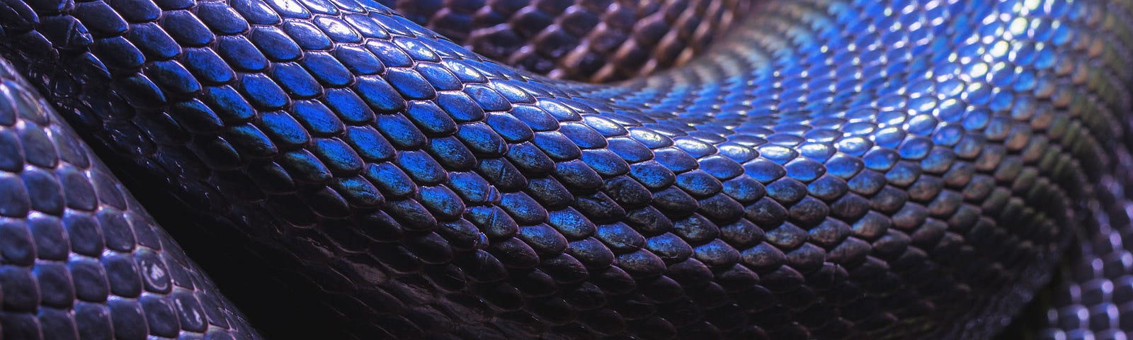 close up view of enormous, bright blue snake, coiled upon itself, accentuating the scales.