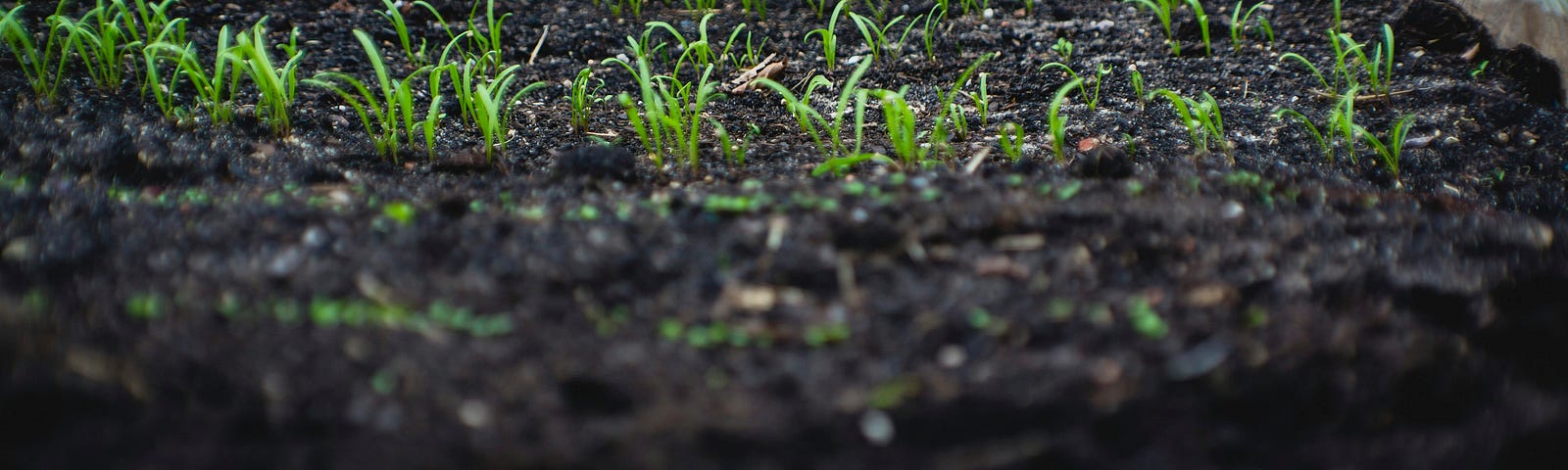 A line of newly sprouted plants in a garden bed.