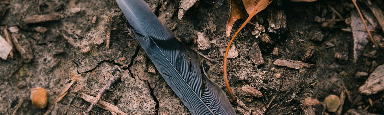 A bird feather on a forest floor.