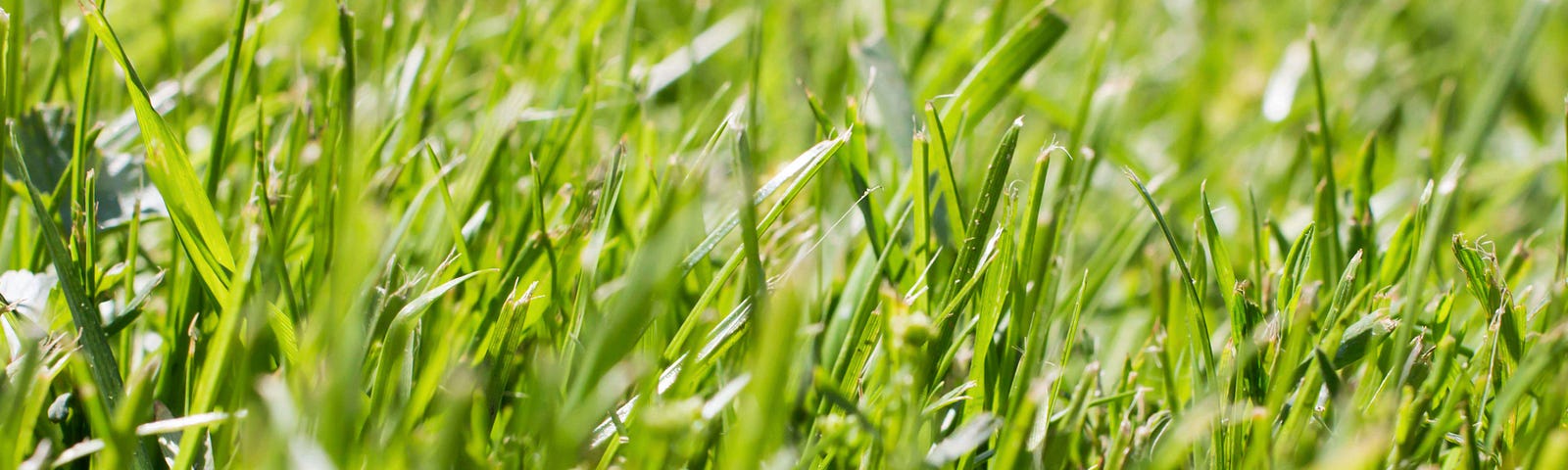 Beautiful, lush, green lawn up close and personal.