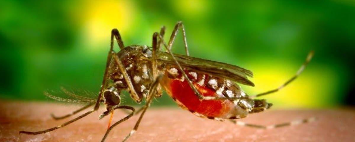 Nyamuk Anopheles sebagai Vektor Malaria