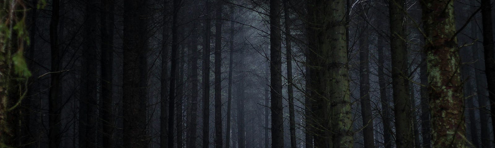 A forest at night