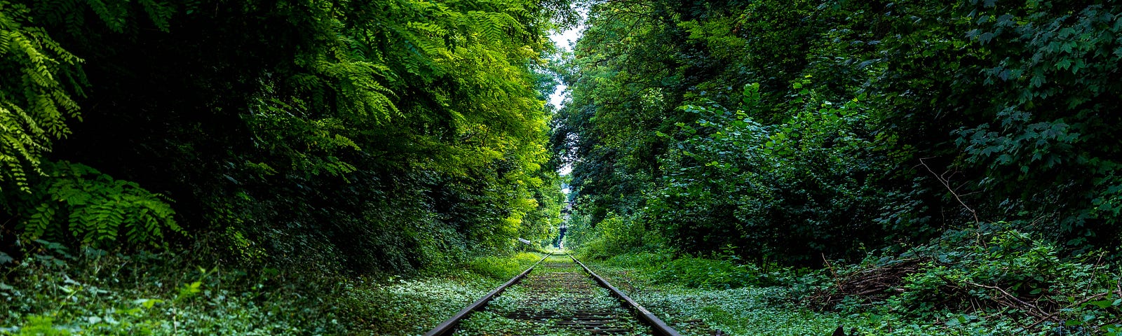 Tracks in a green forest