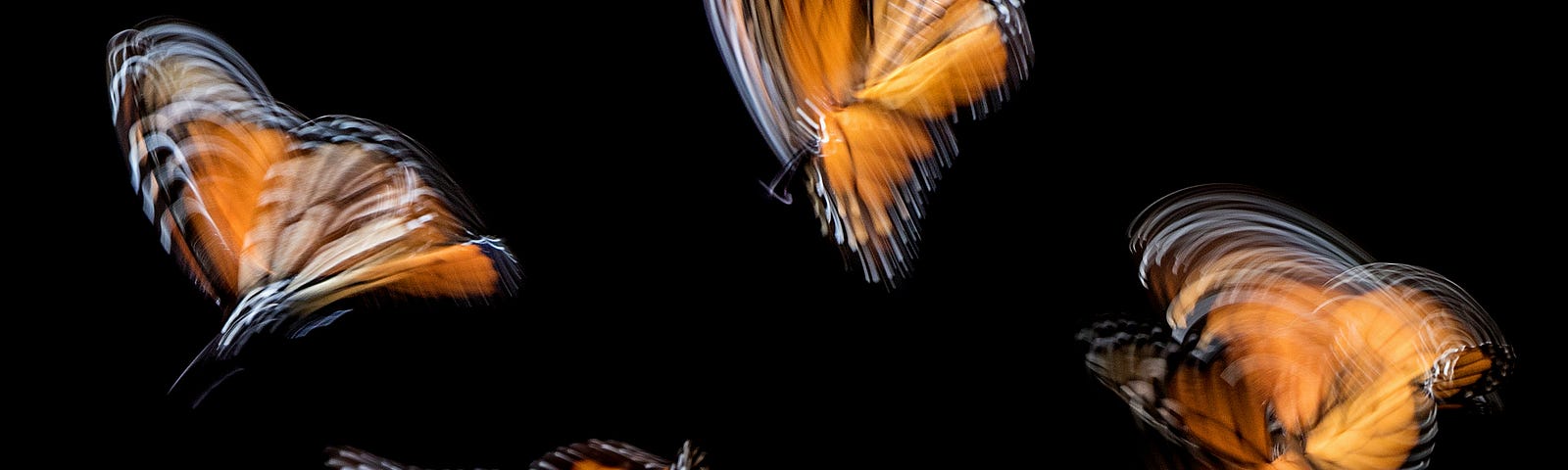 4 images of a butterfy in flight