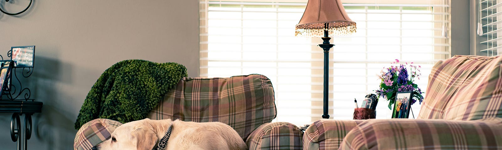 Labrador retriever napping on a couch