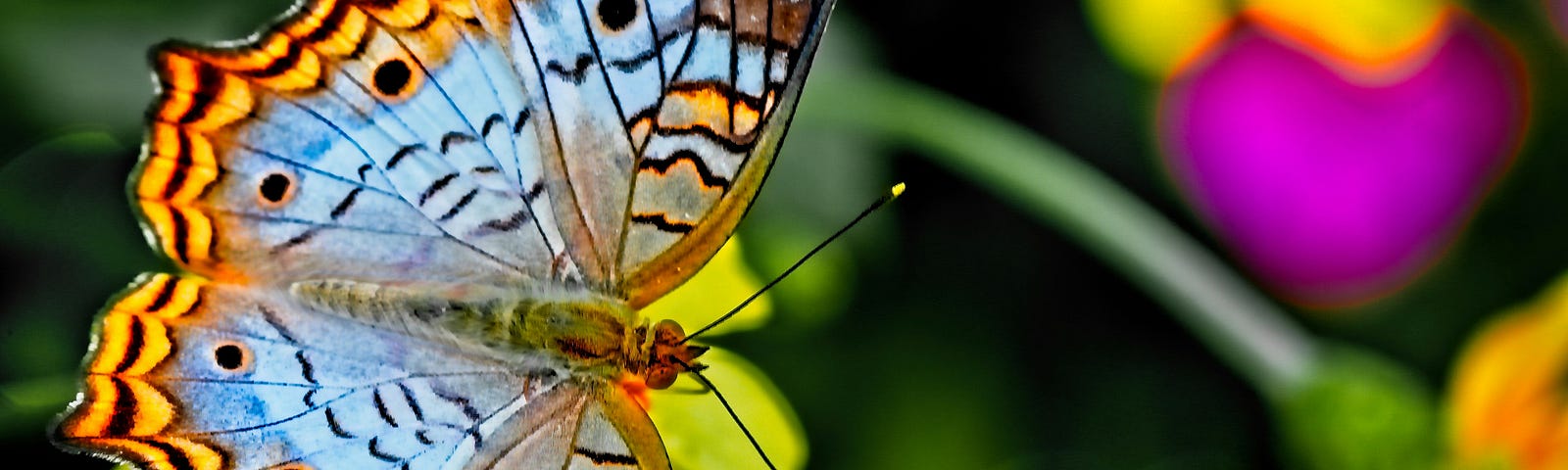 A butterfly with pale blue wings rimmed in orange and black stripes.