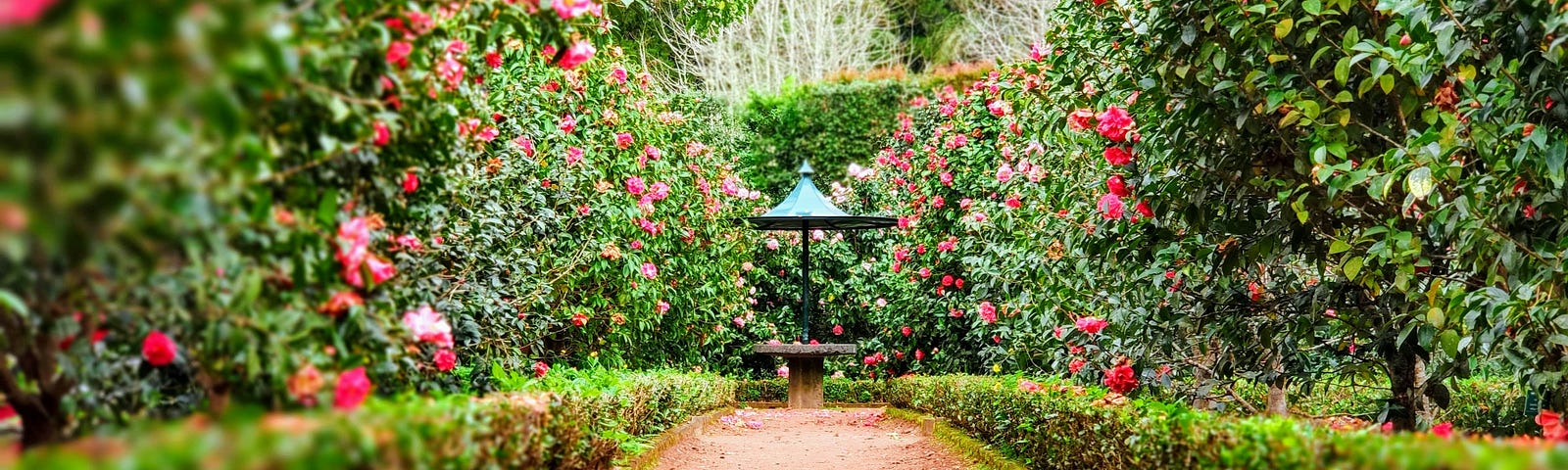 A garden path between hedges with pinkish red roses
