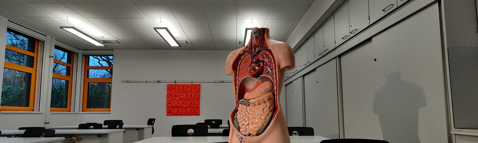Anatomy mannequin stand son a desk in a classroom