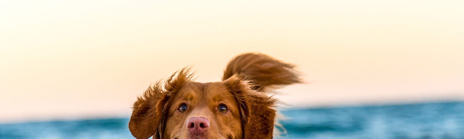 A brown dog runs playfully on a beach