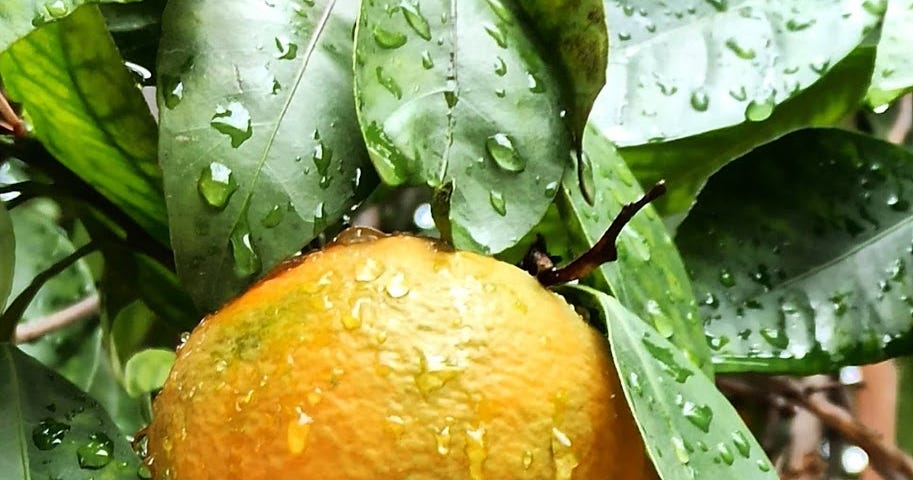 Orange with morning dew amid leaves — Vidya Sury