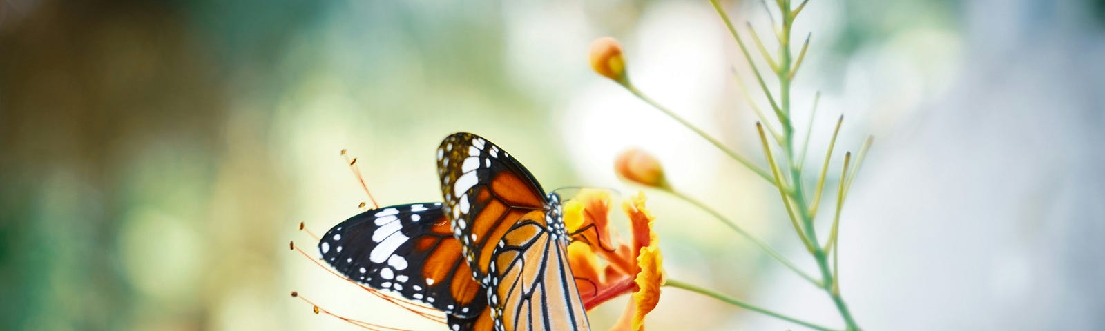 An orange butterfly lands on a flower. Divine messages, spirituality, the universe, guidance, law of attraction.