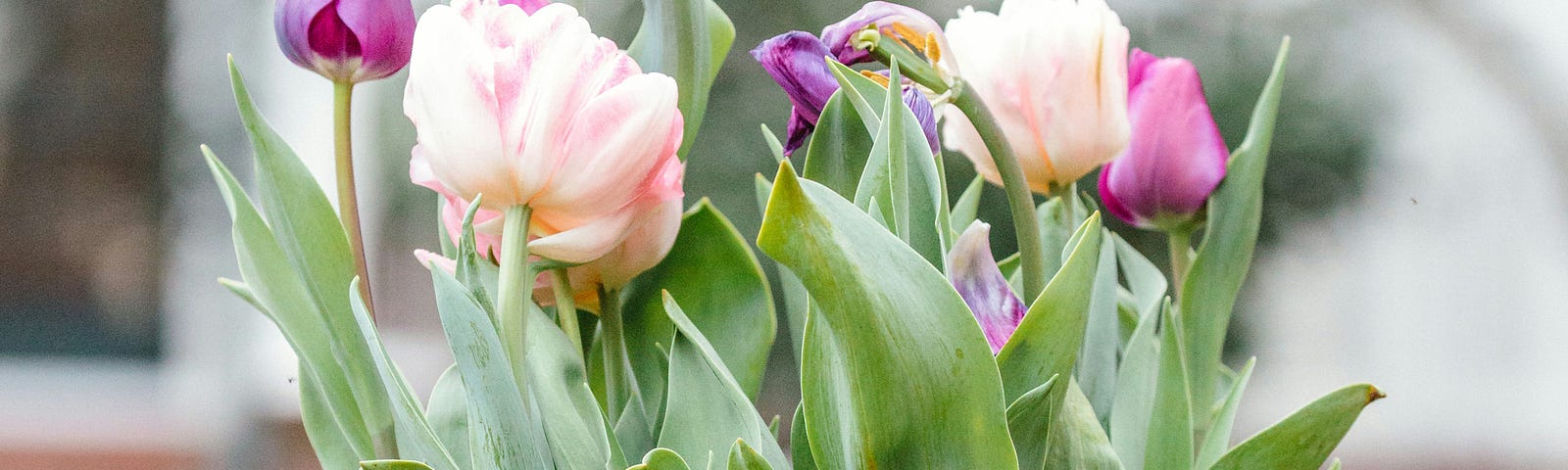 Spring flowers in a garden pot.