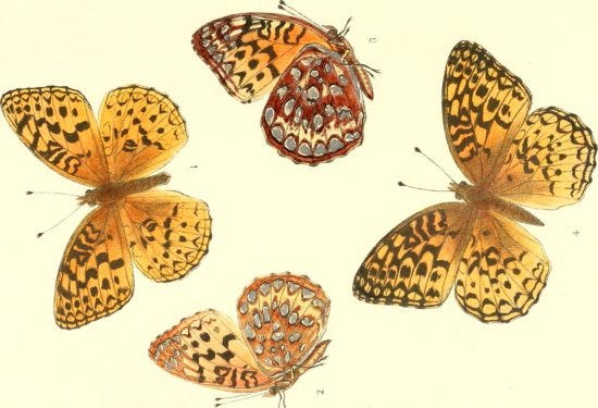 Synopsis of North American butterflies Year: 1879 (1870s) Authors: Edwards, William H. (William Henry), 1822-1909