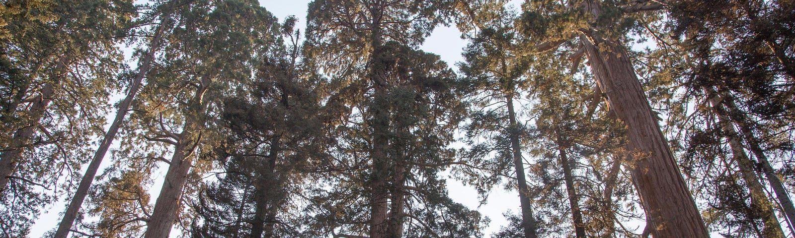 Sequoia Trees in the Sierra National Forest 