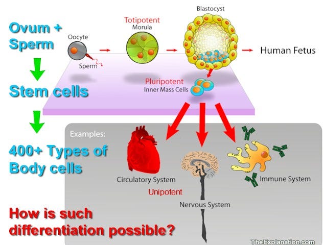 The fertilized ovum divides and produces ‘stem cells’. Each of these stem cells can produce various types of other body cells