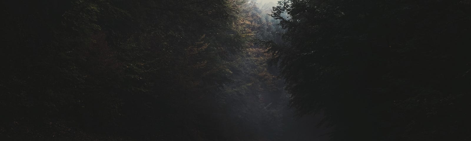 Dark photo of a paved road curving into a forest. There are shadowy trees on either side of the road.