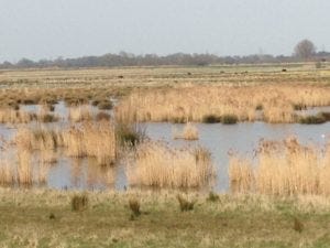 Fenland landscape — marshes with meres, river, reed-beds