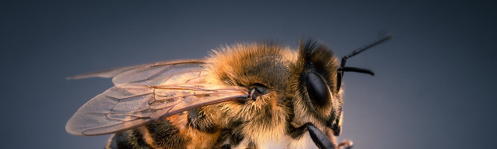 A high resolution photo of a honeybee