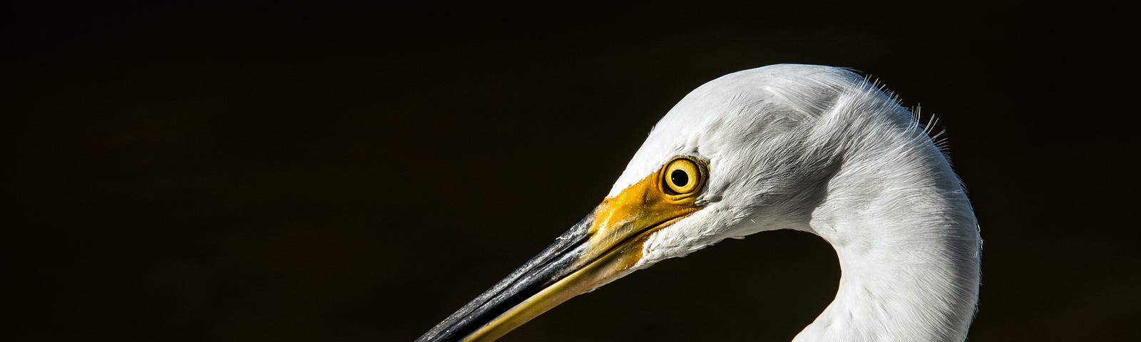 Head of a heron with a small fish in his beak