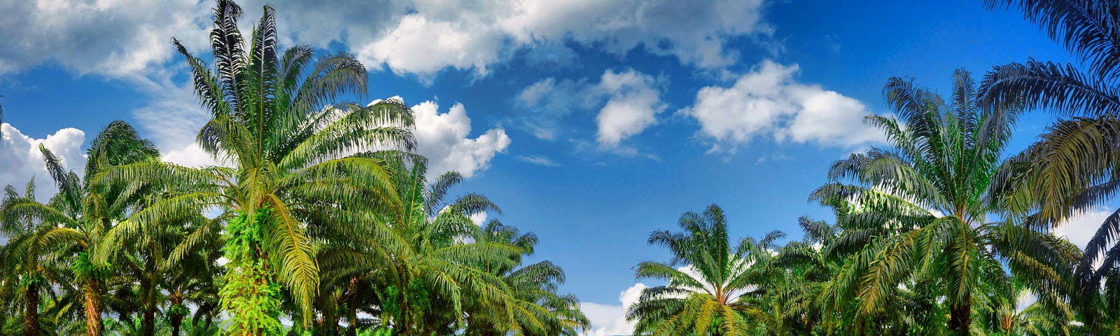 A palm oil plantation on a sunny day