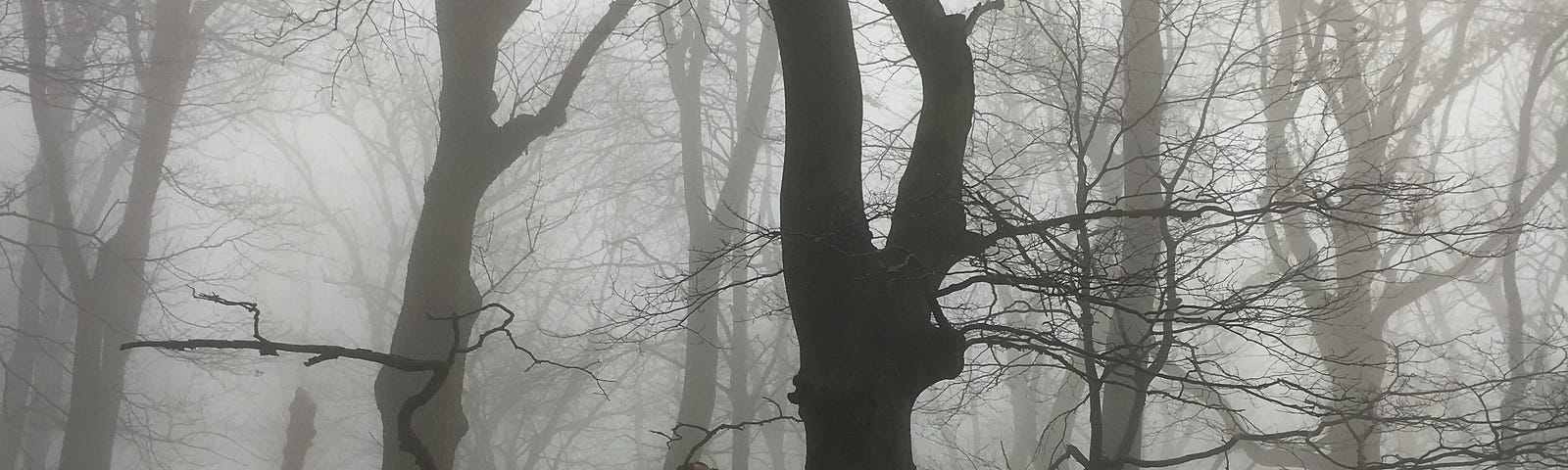 A misty forest with bare trees.