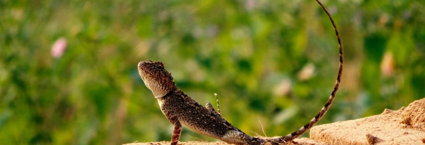 Lizard with a long tail