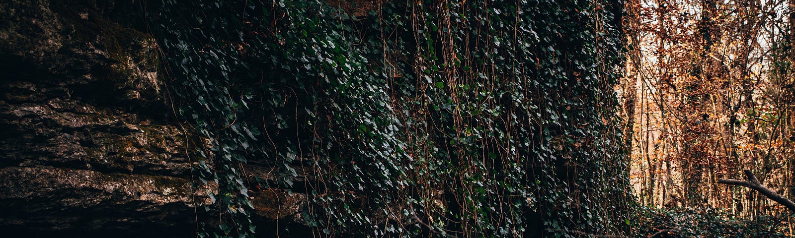 stone, wall, bricks, vines, nature