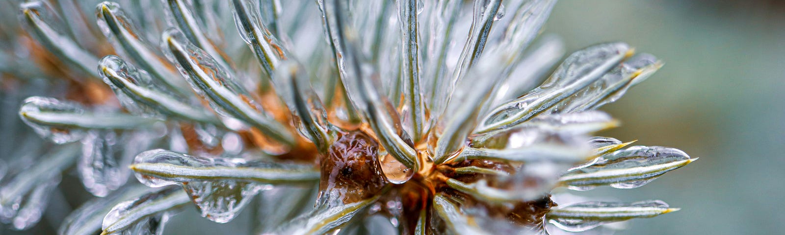A close of a frozen spiky plant