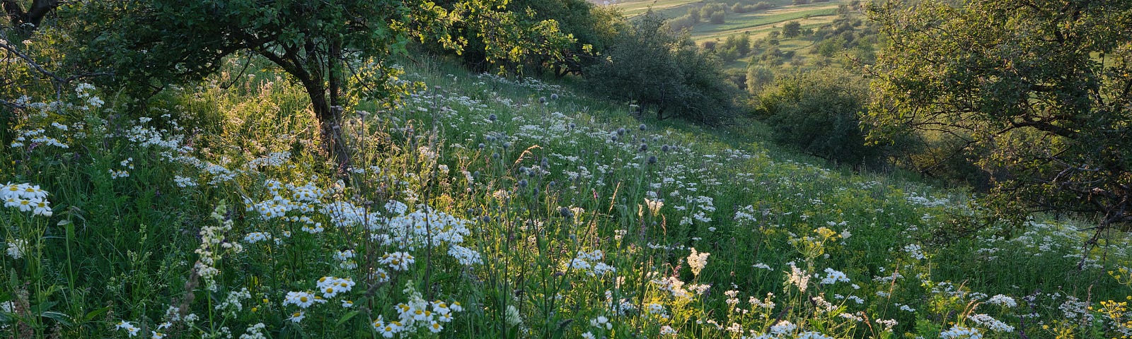 Hill covered in wildflowers.