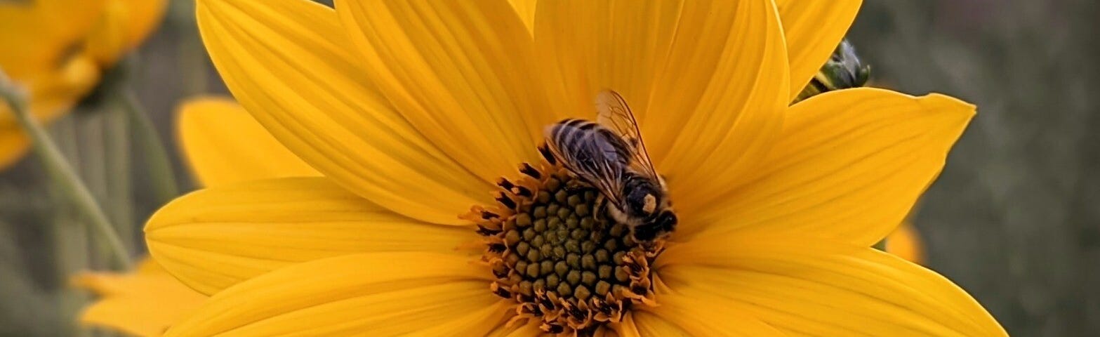 A bee on the yellow flower.