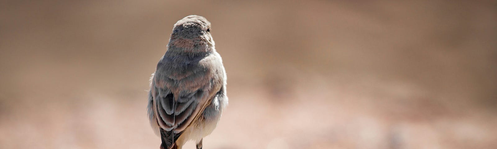 back view of a small bird with light brown color feathers standing under the sun