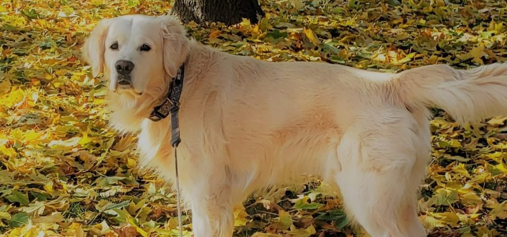 White Golden Retreiver standing in yellow leaves.