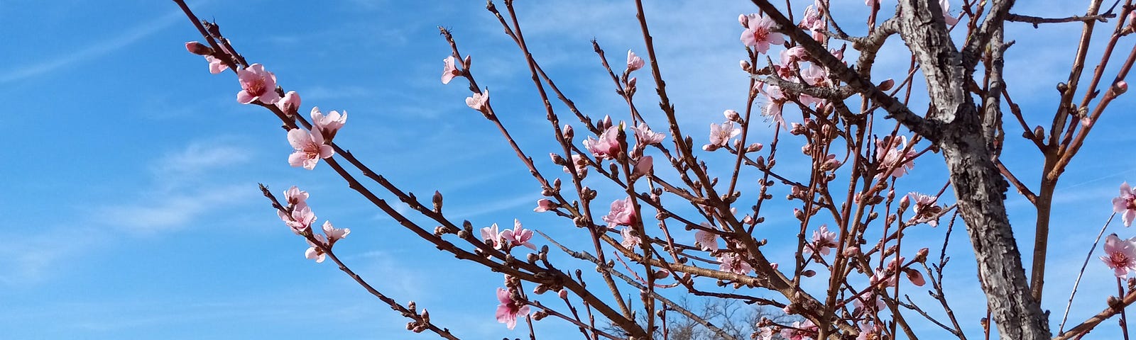 Blooming apricot tree against a blue sky for the story Too Much Stress by Jonica Bradley
