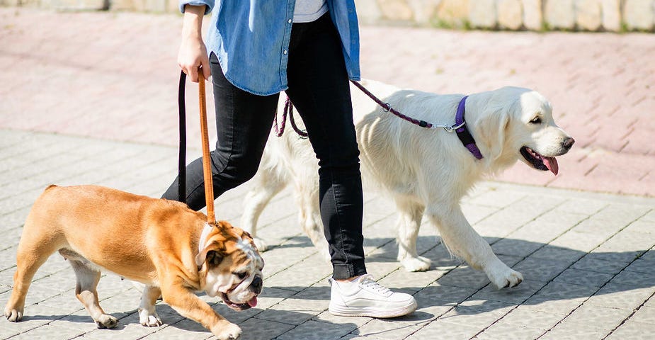 Woman walking on the street with her dogs