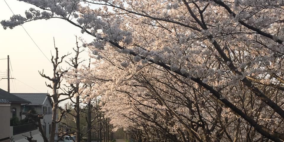 Cherry blossom trees hang over the road.