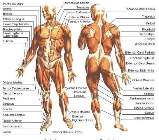 Human body muscles.
